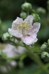 Blackberry Flower