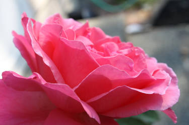 Stunning Pink Rose...