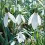 First Snowdrop's