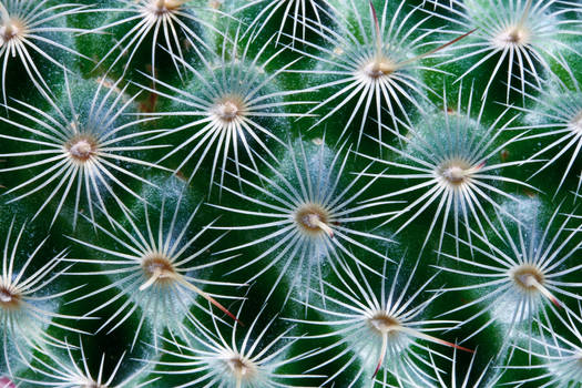 Closeup Cactus