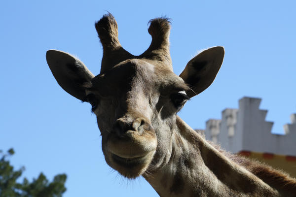 Gee Raffe Gee raffe by Satanoz on DeviantArt