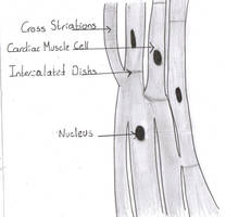 Cardiac Muscle Cells or Fibers