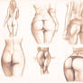 buttocks studies - pencil drawing
