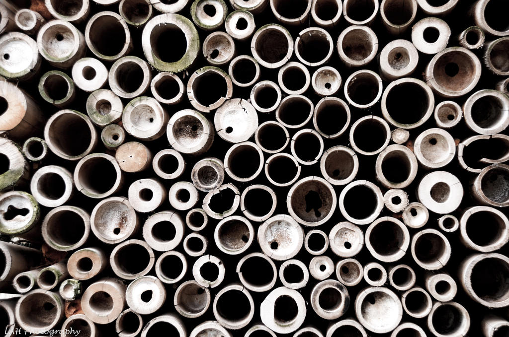 Bamboo pattern by LAHPhotography89 on DeviantArt