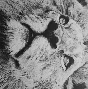 Lion Close Up