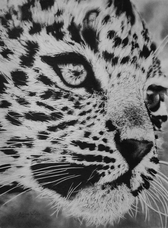 Young Leopard Close Up by adrianwells on DeviantArt