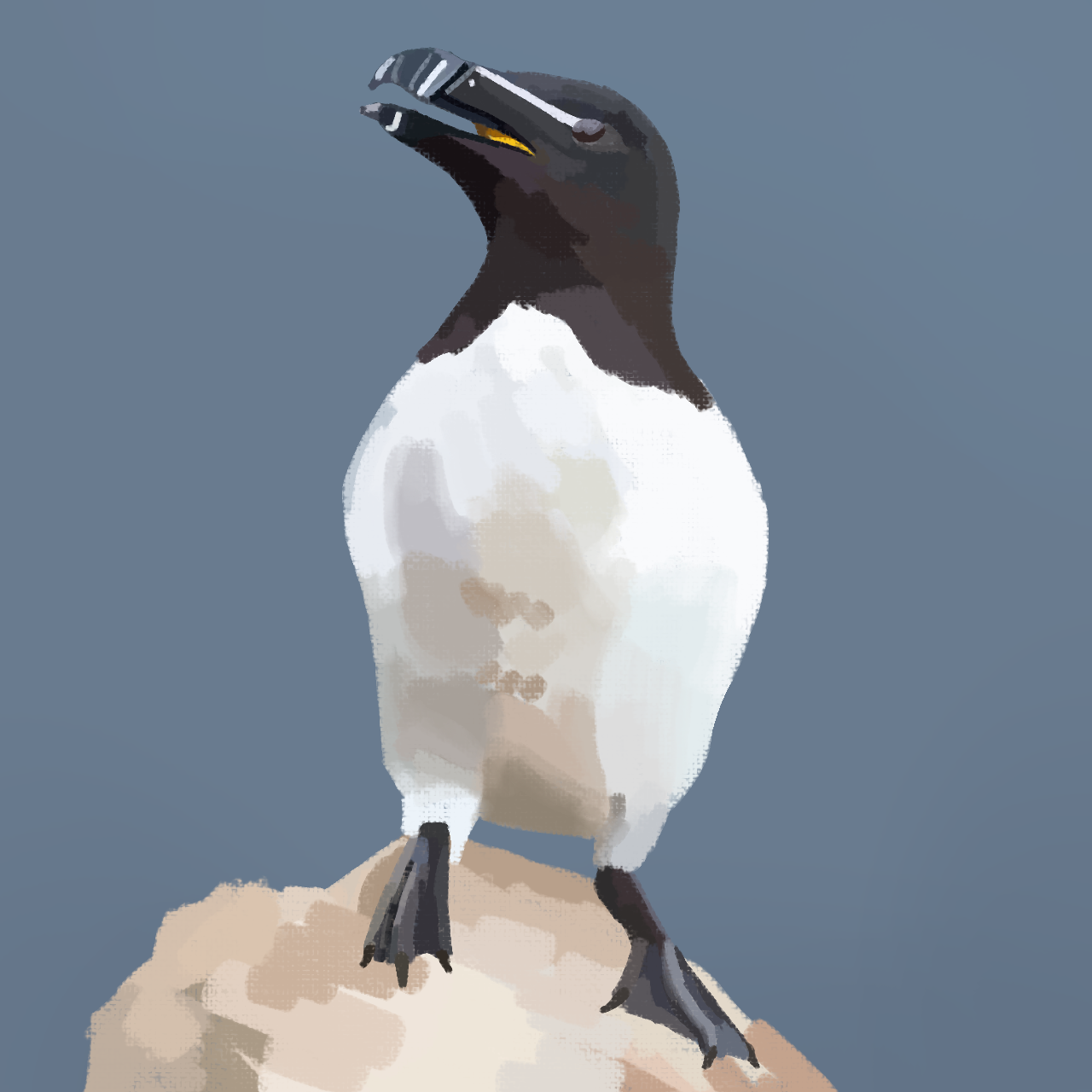 Razorbill by maxpunch on DeviantArt