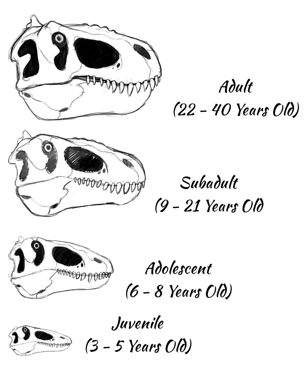 TMHOTW: Neotyrannus Skull Ontogeny by vcubestudios on DeviantArt