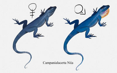 TMHOTW: The Sapphire Anole