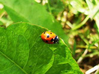 Ladybug