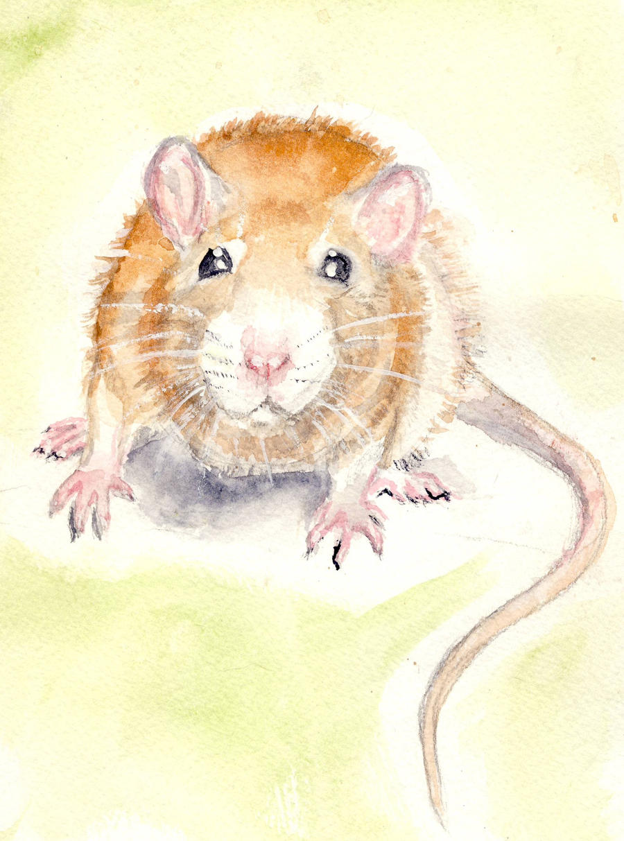 Jovial Rat