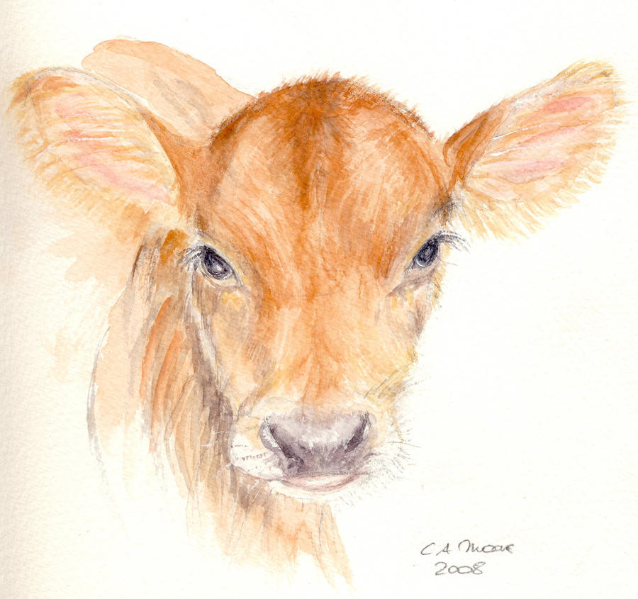 Jersey Calf By Divamentalis On DeviantArt