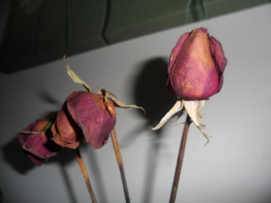 Dead Roses 4 by kryzemkat-stock on DeviantArt