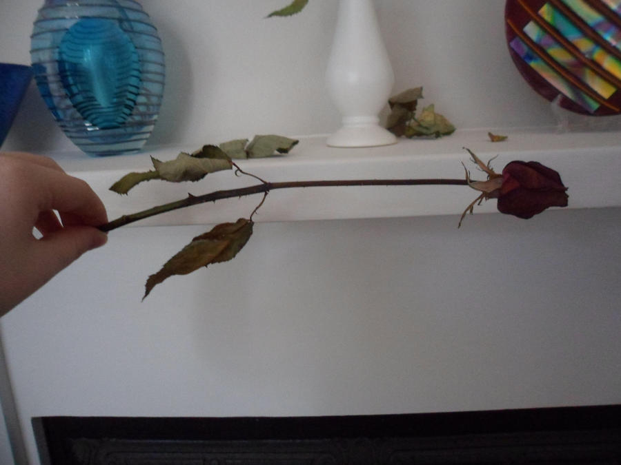 Dead Roses 5 by kryzemkat-stock on DeviantArt