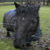 Horse Avatar