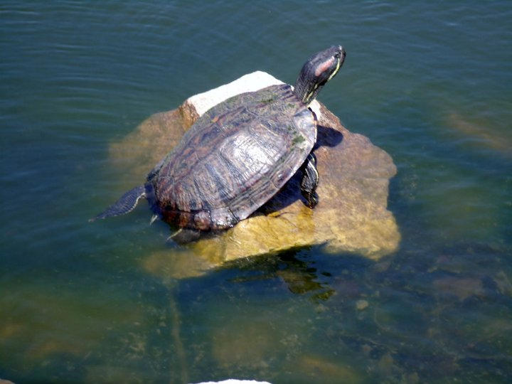 sun turtle by lostinthenightnature on DeviantArt