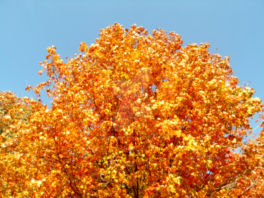 golden tree by lostinthenightnature on DeviantArt
