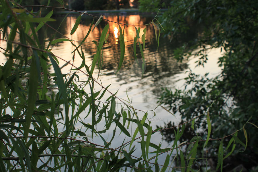 Sunset through the grass