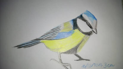 Bluetit 