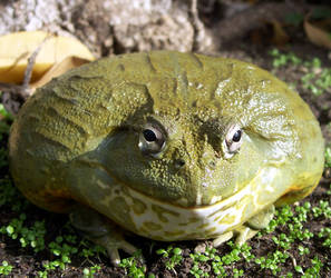 Pixie frog 3
