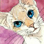 Naughty siamese cat ACEO