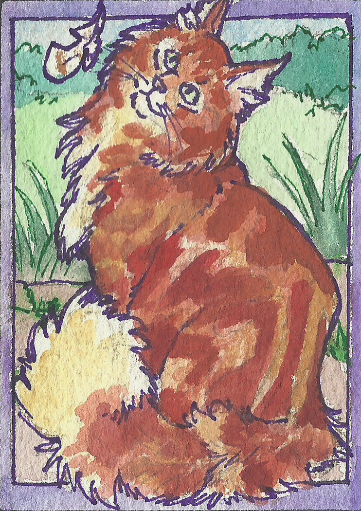 Maine coon ACEO