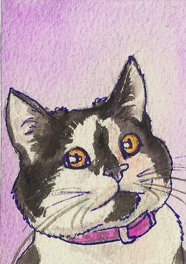 My cat Shamus ACEO