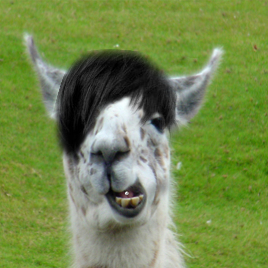 Justin Llama Bieber