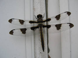 Dragonfly. - Stock