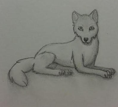 Laying Down Wolf Sketch