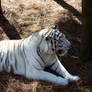 White Tiger again