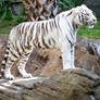 pretty white tiger