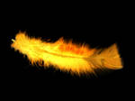 phoenix feather