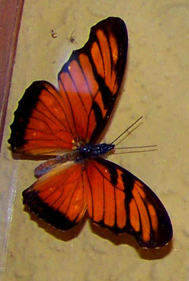 orange butterfly