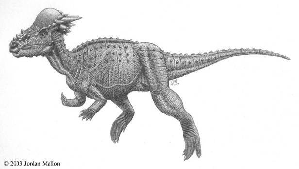 Sandy Creek pachycephalosaur