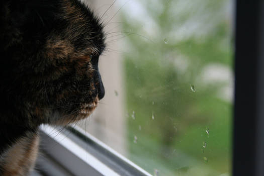 Cat and Window