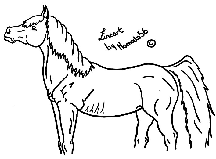 Lineart Horse