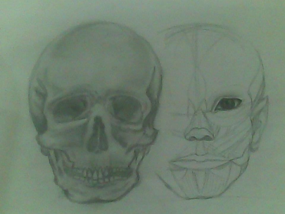 Second attempt to draw a human skull