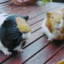 one guinea pig happy family XD