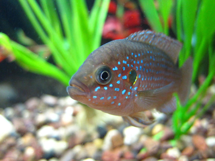 Jewel Cichlid II