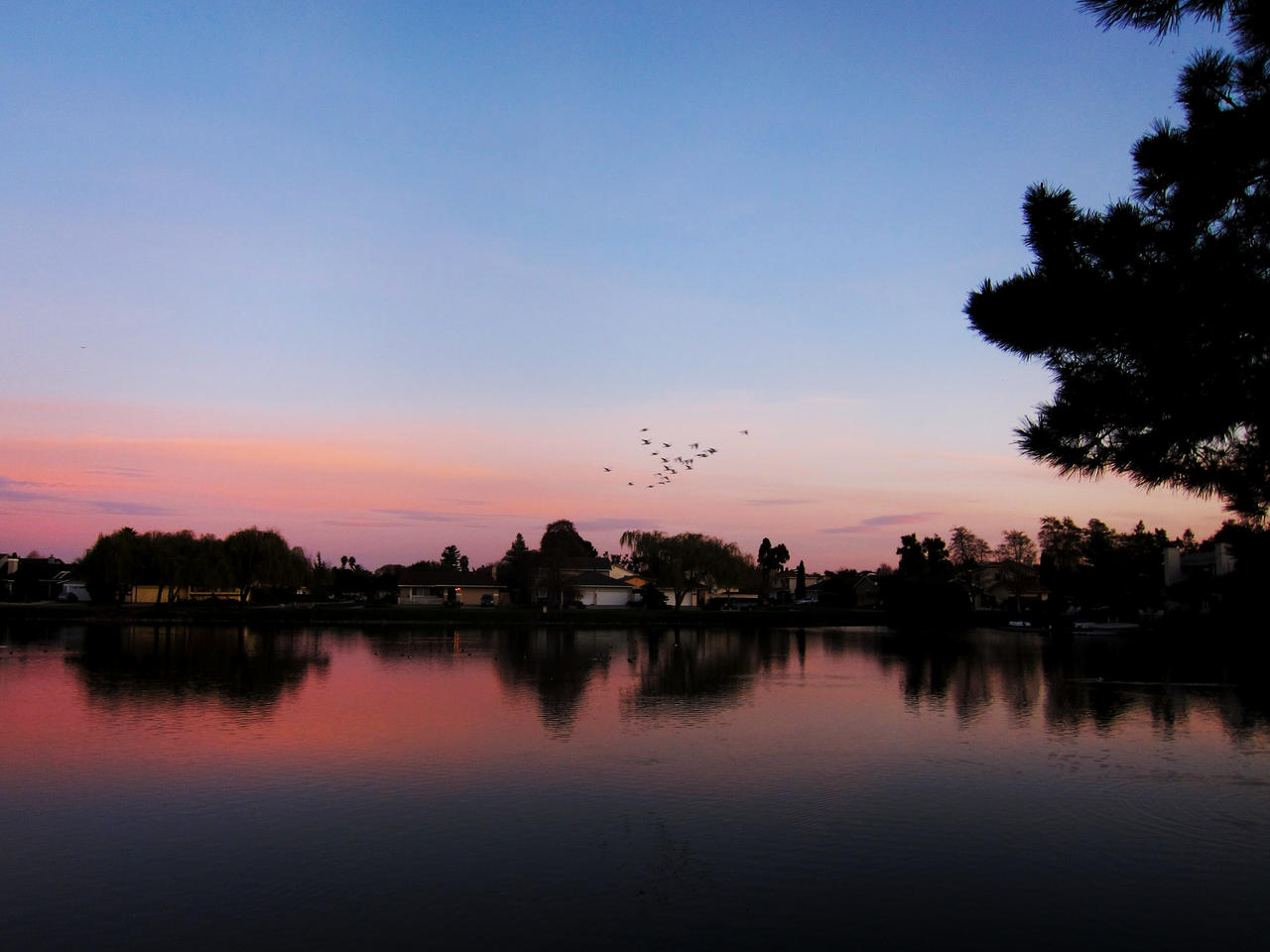 Flock of Birds