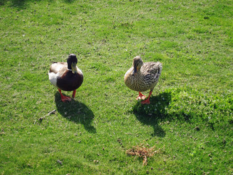 Friendly Ducks III