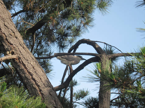 Night Heron