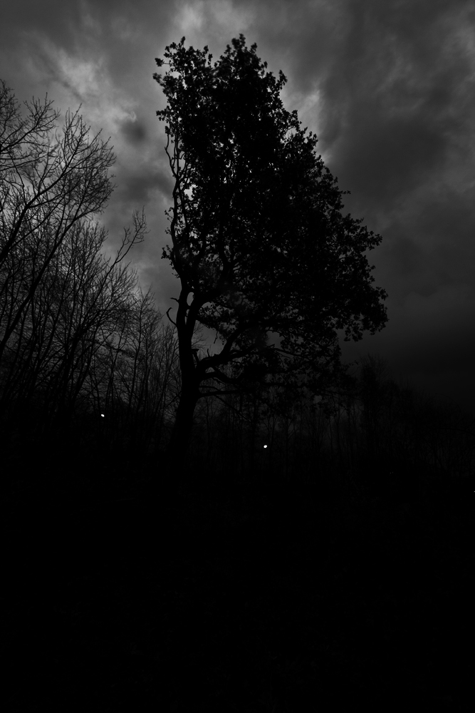 Dark tree