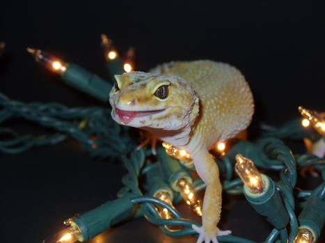 Have a holly, jolly gecko Christmas 4