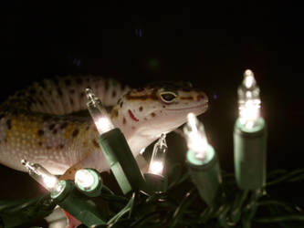 Have a holly, jolly gecko Christmas 9