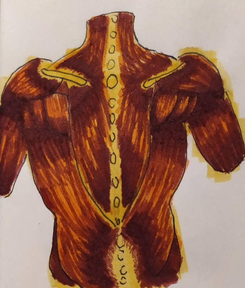 Anatomy Back Study by Wonoris on DeviantArt