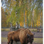 Big european bison