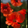 Red poppies