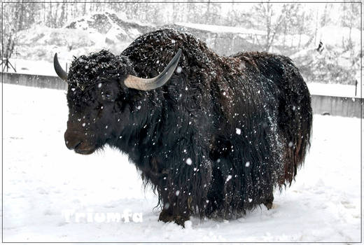 Big and black yak